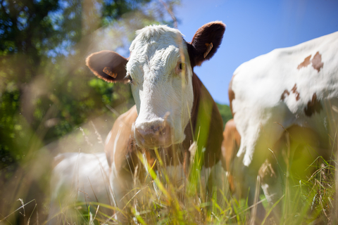 Salarié agricole